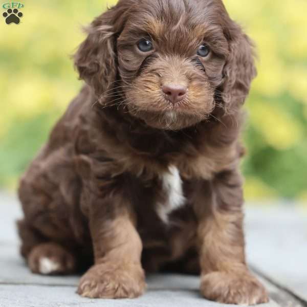 Princess, Cavapoo Puppy